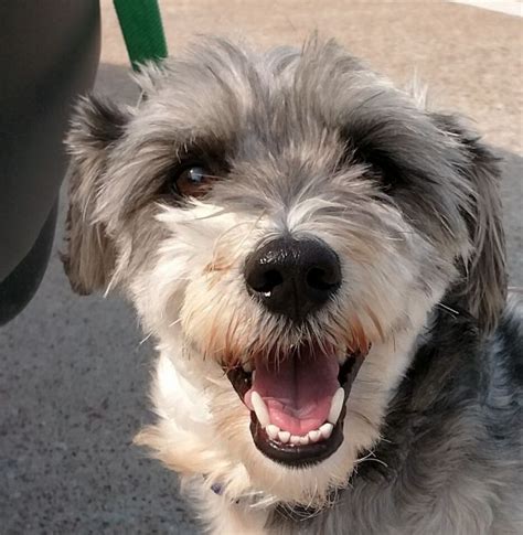 north texas schnauzer rescue|miniature schnauzer adoption texas.